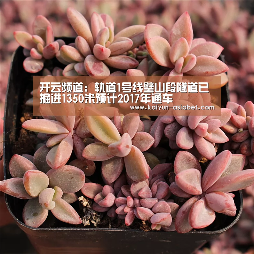 开云官方