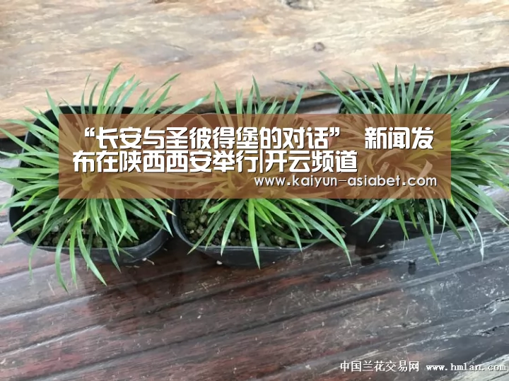 “长安与圣彼得堡的对话” 新闻发布在陕西西安举行|开云频道(图2) 开云赛事